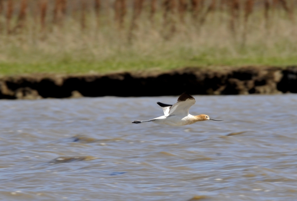 Avocet Flying