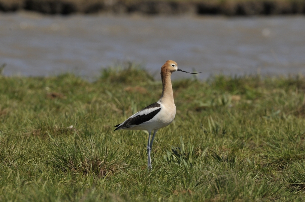 Avocet Standing