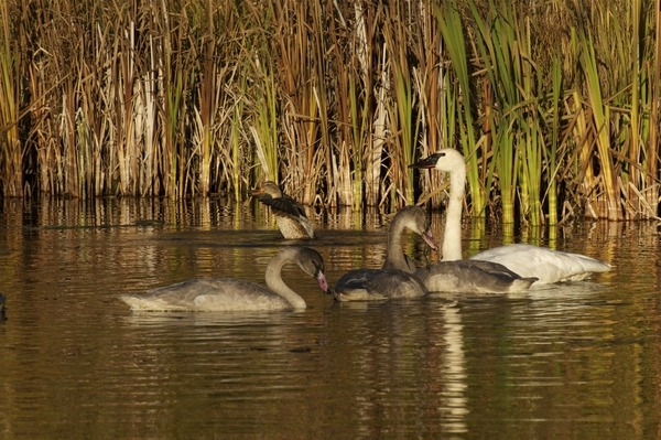 Trumpeter Swans