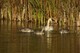 Trumpeter Swans two