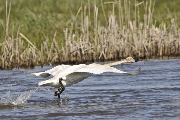 Trumpeter Taking Off